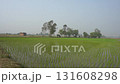 Scenic Landscape View of Rural Bengal and Rice Cultivation 131608298