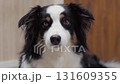 Close-up of an adult Australian Shepherd dog looking at the camera indoors. Calm, bright scene showing the dogs gentle expression. 131609355