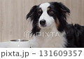Close-up of an adult Australian Shepherd dog looking at the camera indoors. Calm, bright scene showing the dogs gentle expression. 131609357