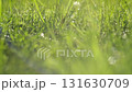 Defocused nature video background. Blurred green leaves and grass lawn in sunlight. Close up. Abstract natural backdrop, beauty bokeh. Blur of summer meadow. Mock Up for Bio Care, Eco Product Montage 131630709