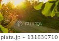 Abstract warm light landscape with defocused many mosquitoes, small flying midges flock and three leaves on golden hour sunset or sunrise time. Lens flare. Tranquil nature background. Soft sunlight 131630710