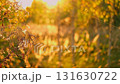 Abstract warm landscape of dry wildflower and grass meadow on warm golden hour sunset or sunrise time. Tranquil autumn fall nature field background. Soft golden hour sunlight panoramic countryside 131630722