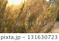 Abstract warm landscape of dry wildflower and grass meadow on warm golden hour sunset or sunrise time. Tranquil autumn fall nature field background. Soft golden hour sunlight panoramic countryside 131630723