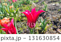 Beautiful tulip. Growing beautiful blooming red pink tulip flower on green leaves background. Varietal tulip flower close-up. Multicolored flowering flower, sunny spring day. Nature Natural background 131630854