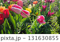 Beautiful varietal blooming tulip close up. Growing blossoming flower with white pink petals on background of blurred multicolored flowering flowers on sunny spring day. Nature. Natural background 131630855