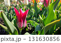 Beautiful tulip. Growing beautiful blooming red pink tulip flower on green leaves background. Varietal tulip flower close-up. Multicolored flowering flower, sunny spring day. Nature Natural background 131630856