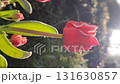 Tulip. Beautiful blooming tulip flower. Blooming tulip flower with pink petal in inflorescence on sunny spring morning. Blooming of blossoming red tulip flower growing in ground. Natural background 131630857