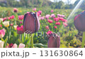 Beautiful varietal blooming tulip close up. Growing blossoming flower with red burgundy petals on background blurred multicolored flowering flowers on sunny spring day. Sunlight Natural background 131630864