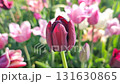 Beautiful varietal blooming tulip close up. Growing blossoming tulip flower with red pink petals on background of blurred multicolored flowering flowers on sunny spring day. Nature. Natural background 131630865