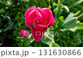 Beautiful tulip. Growing beautiful blooming red pink tulip flower on green leaves background. Varietal tulip flower close-up. Multicolored flowering flower, sunny spring day. Nature Natural background 131630866