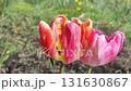 Beautiful varietal blooming tulip close up. Growing blossoming flower with red orange petals on background of blurred multicolored flowering flowers on sunny spring day. Nature. Natural background 131630867