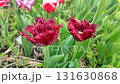 Tulip. Beautiful blooming tulip flower. Blooming tulip flower with red petal in inflorescence on spring morning. Blooming of blossoming burgundy tulip flower growing ground. Natural background 131630868