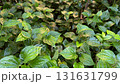 slow moving shot of green leaf plants at the garden 131631799