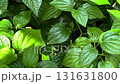 slow moving shot of green leaf plants at the garden 131631800