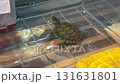 Small turtle in the water tank home pets 131631801