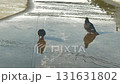 pigeons playing water on cement floor daytime 131631802