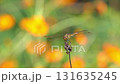 野原に咲く花と風に揺れる赤とんぼ 131635245