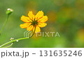 風に揺れる黄色いのコスモスの花 131635246