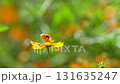 黄色いコスモスの花で集密するミツバチ 131635247