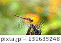 野原に咲く花と風に揺れる赤とんぼ 131635248