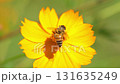 黄色いコスモスの花で集密するミツバチ 131635249