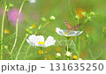 コスモスの花で蜜を吸うツマグロヒョウモン 131635250