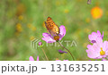 コスモスの花で蜜を吸うツマグロヒョウモン 131635251
