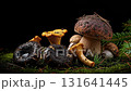 Assortment of fresh wild edible mushrooms like porcini and chanterelles on green forest moss 131641445