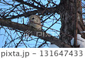A Siberian flying squirrel eating twigs during the day in a park in Hokkaido 131647433