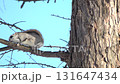A Siberian flying squirrel walking along a branch during the day in a winter park in Hokkaido 131647434