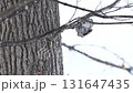 A Siberian flying squirrel licks sap from a branch during the day in a park in Hokkaido 131647435