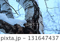 A Siberian flying squirrel peeking out from a snow-covered tree trunk after sunset in a winter park in Hokkaido 131647437
