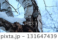 A Siberian flying squirrel emerges from a snow-covered tree trunk after sunset in a winter park in Hokkaido 131647439