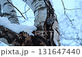 A Siberian flying squirrel emerges from a snow-covered tree trunk after sunset in a winter park in Hokkaido 131647440