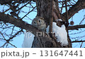 A male Siberian flying squirrel in breeding season sits on a snowy tree branch and cries during the day in a winter park in Hokkaido 131647441