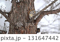 A male Siberian flying squirrel in breeding season sits on a snowy tree branch and cries during the day in a winter park in Hokkaido 131647442