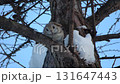A male Siberian flying squirrel in breeding season sits on a snowy tree branch and cries during the day in a winter park in Hokkaido 131647443