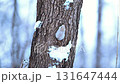 A Siberian flying squirrel peeking out from a snow-covered tree trunk after sunset in a winter park in Hokkaido 131647444