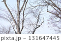 A Siberian flying squirrel flies through the trees during the day in a winter park in Hokkaido 131647445