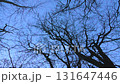 A Siberian flying squirrel flies through the trees after sunset in a winter park in Hokkaido 131647446