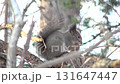 A Hokkaido squirrel eating on a tree branch in a winter park in Hokkaido 131647447