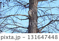 Two Siberian flying squirrels mating after sitting on a branch during the day in a winter park in Hokkaido 131647448