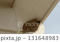 Close-up view of a birds nest tucked under the roof of a suburban house, captured against a clear blue sky. The nest is situated near the houses gutter system, highlighting a common nesting spot for 131648983