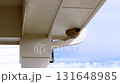 Close-up view of a birds nest tucked under the roof of a suburban house, captured against a clear blue sky. The nest is situated near the houses gutter system, highlighting a common nesting spot for 131648985