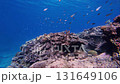 Damselfish swarming on Okinawa's coral reefs 131649106