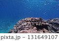 Damselfish swarming on Okinawa's coral reefs 131649107