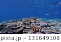 Damselfish swarming on Okinawa's coral reefs 131649108