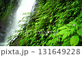 Lush green foliage and vibrant waterfall in a tropical rainforest 131649228