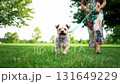 Happy small dog running on leash with owner in a lush green park on a sunny day 131649229