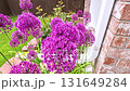 A stunning close-up view of vibrant purple Allium flowers in full bloom within a garden bed. The lush green lawn and a wooden fence provide a beautiful backdrop, highlighting the flowers rich color 131649284